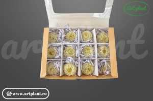 lie Mini Crem stabilizată cap de floare 3-4 cm fără codița – Art Plant