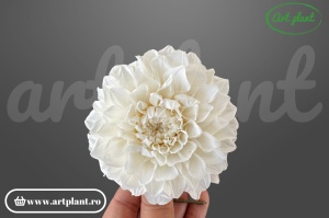 Dalie criogenată alb-crem 6-10cm - Art Plant