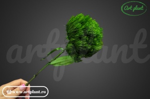 Dianthus Green cu tulpină - Img 2