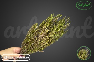 Erica stabilizată green - Img 4