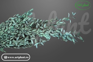 Eucalipt parvifolia blue green