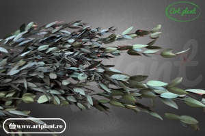 Eucalipt Parvifolia Green - Img 3