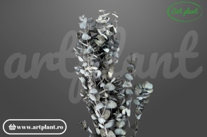 Eucalipt spiral verde (G)