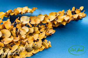 Eucalipt Stuartiana Yellow