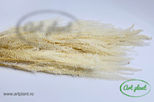 Feriga pteridium alb-crem - Img 2