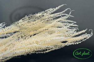 Feriga pteridium alb-crem - Img 1