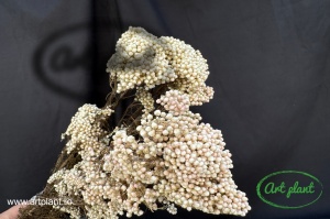 Floare de Orez Criogenata Natur Alb / Roz - Img 2