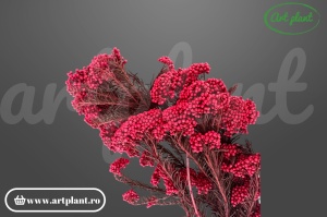Floare de Orez Criogenata Red