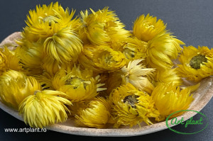 Flori paie capblume galbene