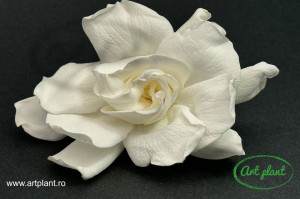 Gardenia Criogenata Alb - Img 2