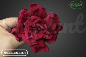 Gardenia Criogenata Burgundy