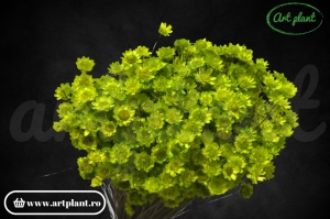 Glixia verde neon (G)