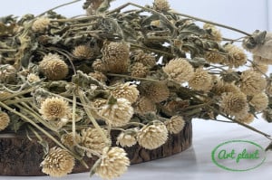 Gomphrena crem natural