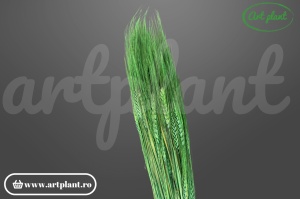 Grau cu spic lung verde