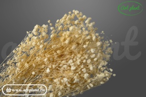 Gypsophila Alb-Perlat