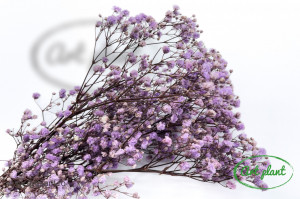 Gypsophila Criogenată Cool Lavander - Img 2