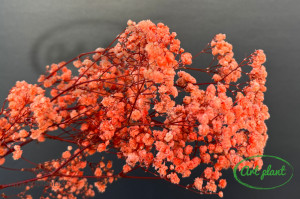 Gypsophila Criogenată Coral Rose