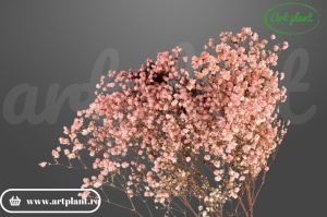 Gypsophila criogenată Roz deschis