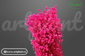 Gypsophila Roz Fuchsia