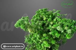 Gypsophila Verde criogenată, buchet 100-130g, verde viu botanical pentru aranjamente moderne și decoruri de primăvară