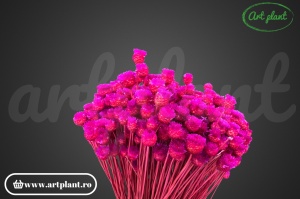 Happy flower erika(G) - Img 2