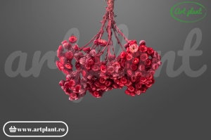 Helichrysum italian uscat bordo pentru buchete și coronițe