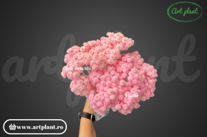Helichrysum italian filder - Img 2