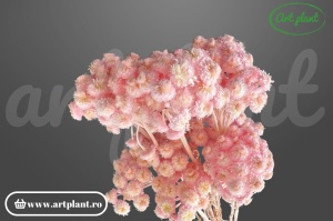 Helichrysum Italian Light Pink uscat, floare naturală