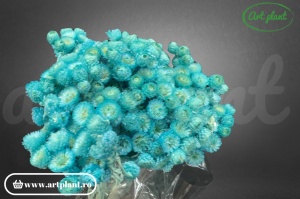 Helichrysum italian turquoise - Img 2