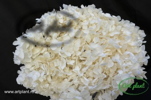 Hortensie Alb-Crem - Img 3