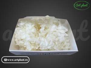 hortensie-stabilizata-alb-crem-artplant