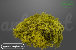 Hortensie Apple Green