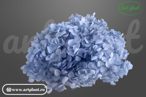 Hortensie Blue