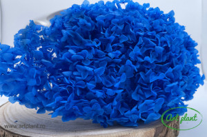 Hortensie Blue