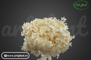 Hortensie Crem - Img 3