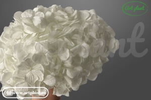 Hortensie stabilizata Alba