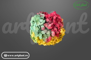 Hortensie stabilizata Rainbow