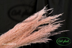 Iarba ornamentala agrostis roz pal