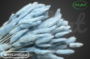 Lagurus albastru deschis
