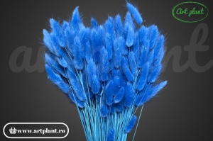 Lagurus albastru royal