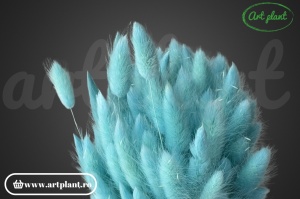Lagurus baby blu (G)