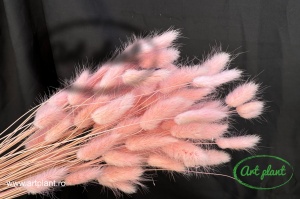 Lagurus baby pink