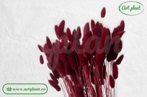 Lagurus burgundy - Img 2