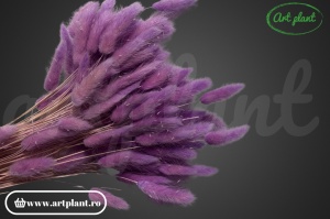 Lagurus flider (G) - Img 3
