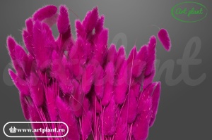 Lagurus fuchsia inchis - Img 3
