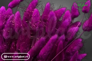 Lagurus magenta - Img 1
