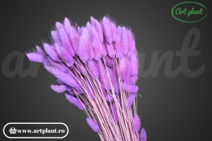 Lagurus mov filder (G ) - Img 2