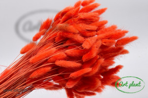 Lagurus portocaliu neon