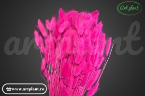 Lagurus roz fuchsia
