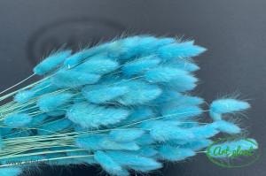 Lagurus turquoise